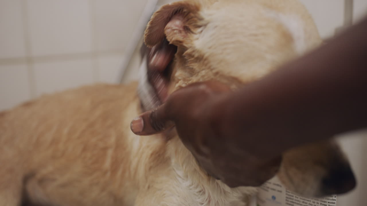 Let's get you all cleaned up for your new owner