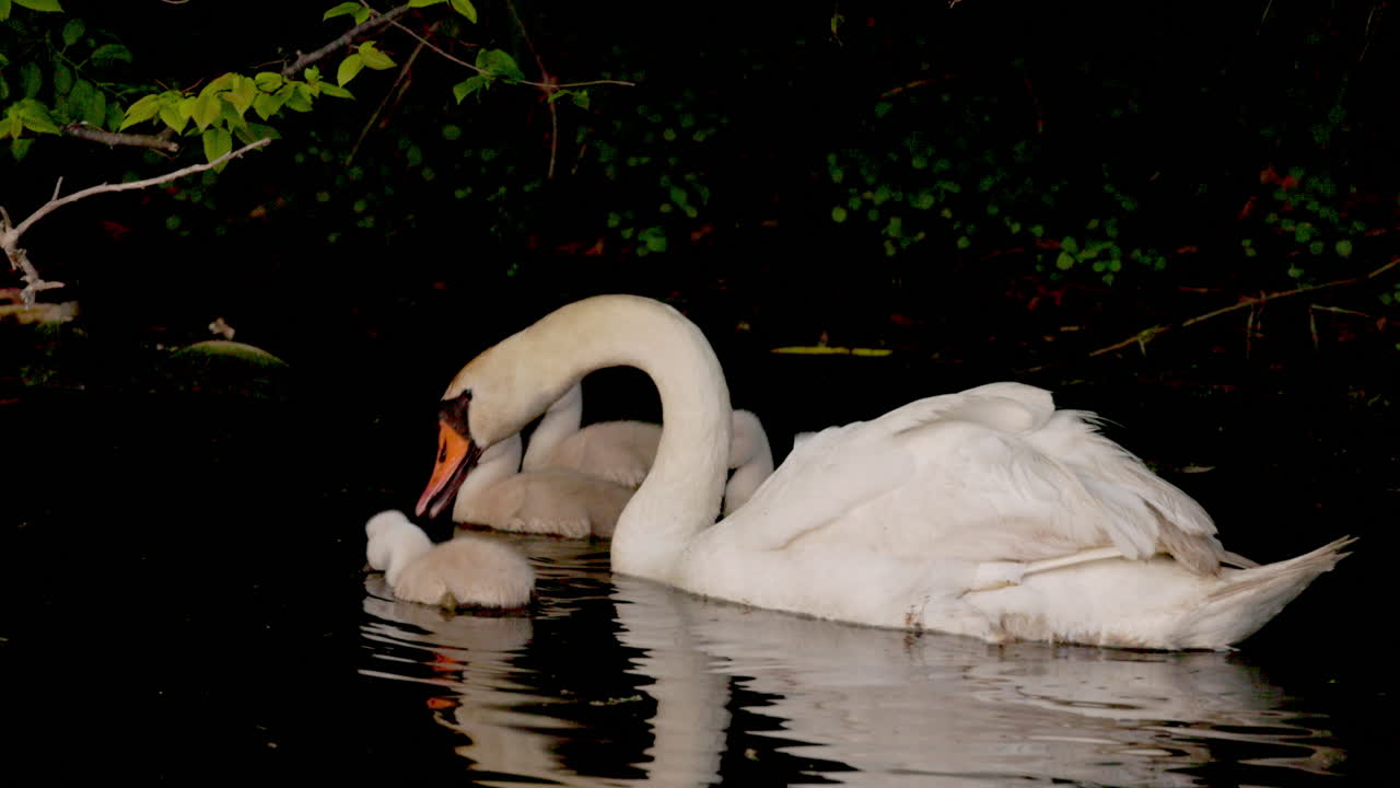 Slow-motion clip of cygnets paddling beside their parents for their first aquatic experience.