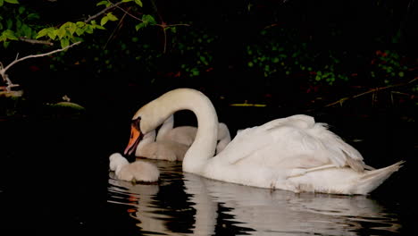 slow-motion clip of cygnets paddling beside their parents for their first aquatic experience.