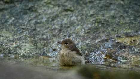 red-throated flycatcher, ficedula albicilla, thailand