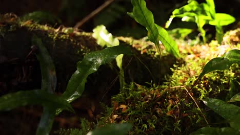 sunlight illuminating moss and leaves in rainforest