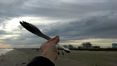 An-Einem-Wolkigen-Tag-Am-Strand-Fliegt-Eine-Möwe-Herbei,-Um-Einem-Weißen-Cracker-Aus-Der-Hand-Zu-Fressen