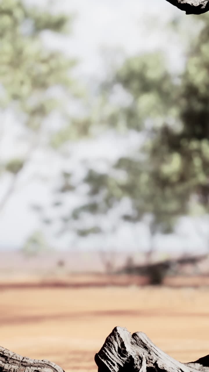 Rami secchi nel deserto