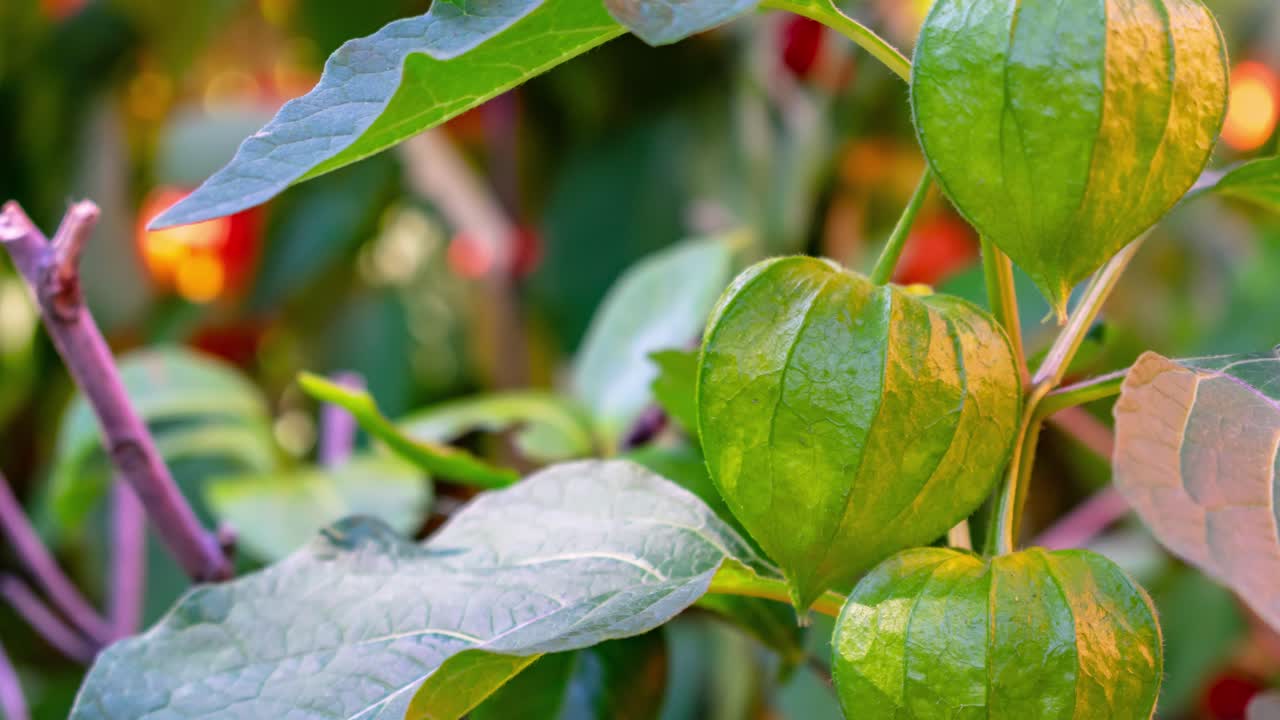 녹색 physalis 확대