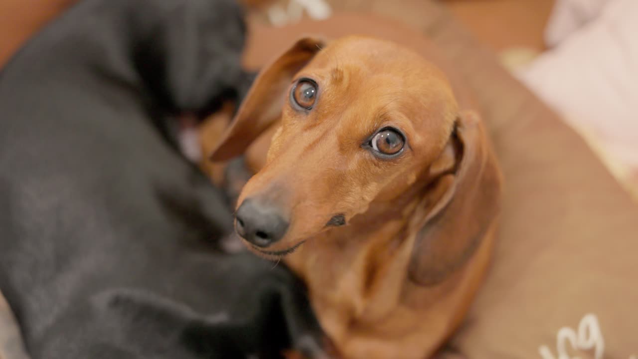A red Dachshund is woken from sleep on the couch and looks up at the camera with an unhappy, groggy expression in slow motion
