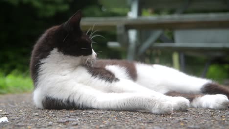 Cute-black-and-white-cate-lounging-and-relaxing-in-the-garden