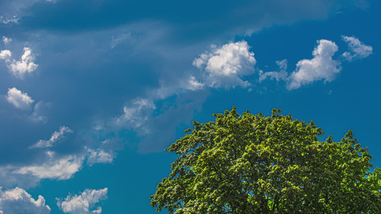 exuberante árbol verde balanceándose en el viento, cúmulos formándose en el fondo, cielo azul