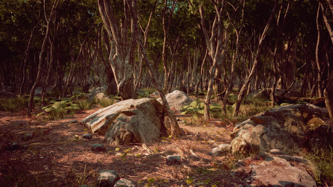 raíces de un árbol en un bosque brumoso