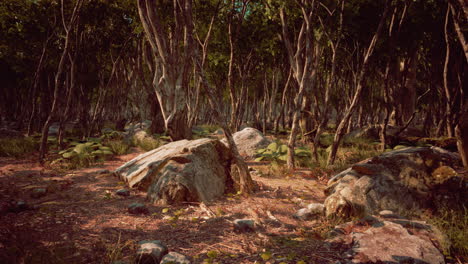 roots of a tree in a misty forest