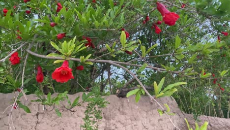 Organic-fresh-pomegranate-fruit-red-flower-aril-seeds-of-juicy-autumn-delicious-in-spring-season-green-young-leaves-leaf-orange-bright-color-of-blossom-blooming-over-the-clay-mud-agriculture-road-wall
