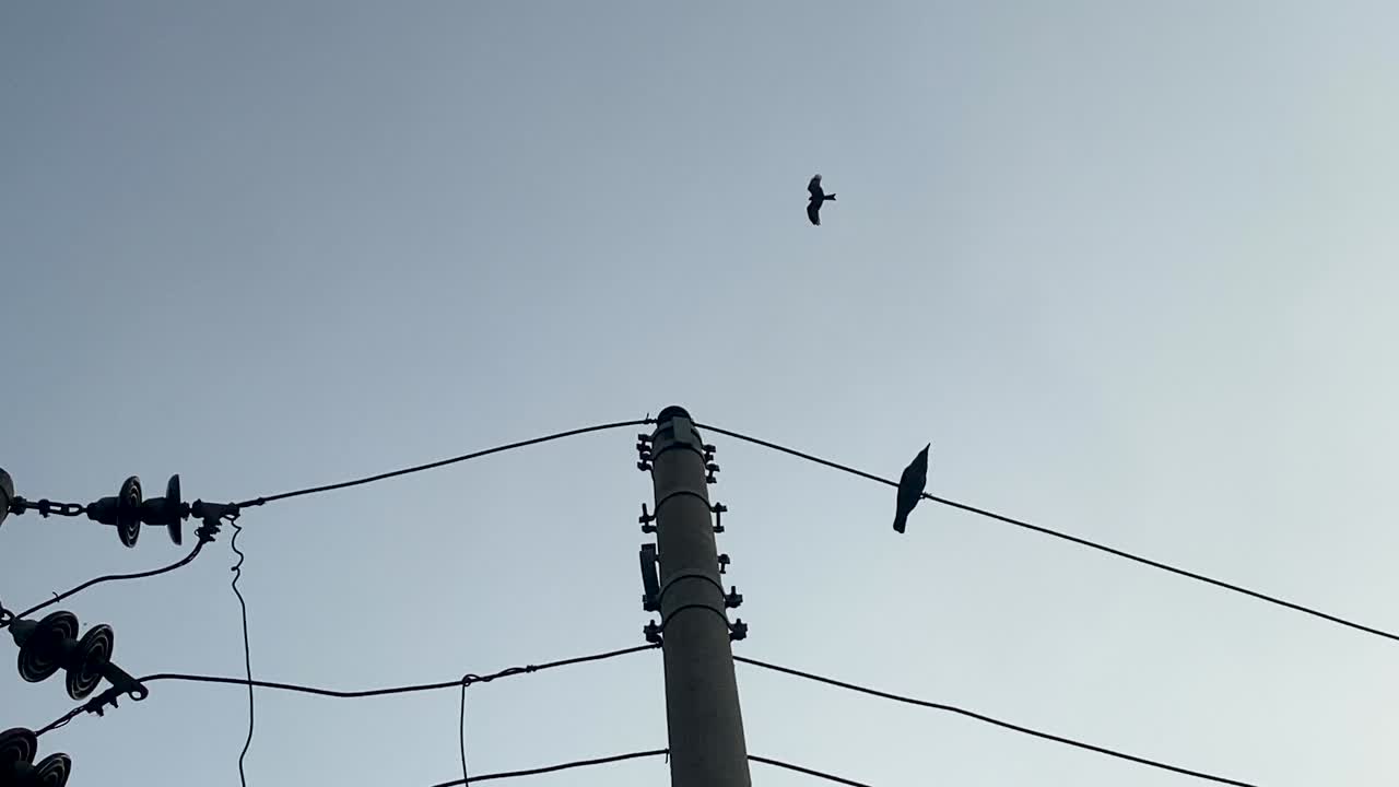 gagak bertengger di jalur listrik melawan langit biru cerah dengan burung terbang melewati