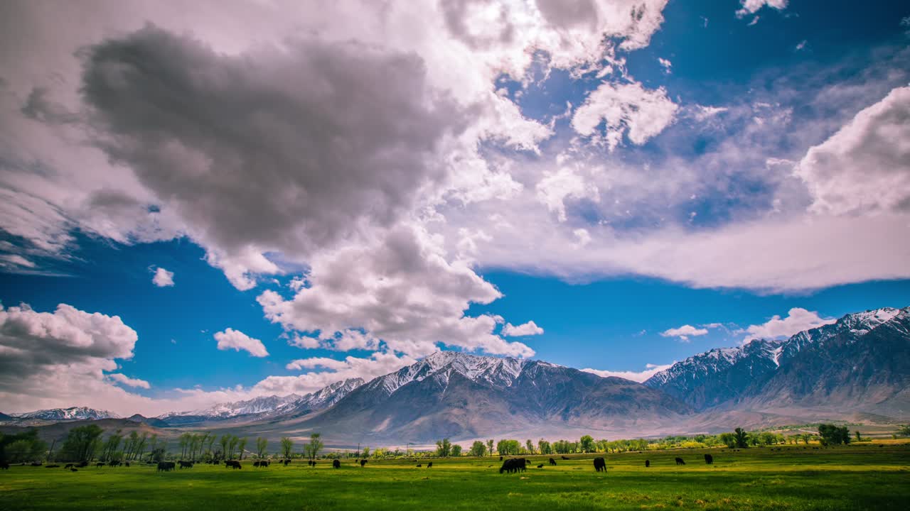 lapso de tiempo - vacas vagando por el campo de hierba - 4k