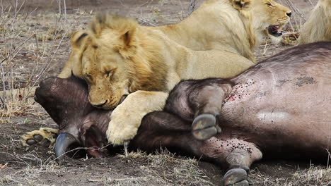 Young-nomadic-male-lion-gives-a-dramatic-death-bite,-grappling-a-female-African-buffalo-around-the-neck-while-she-gives-her-last-breath