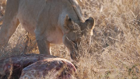 Leona-Mordiendo-El-Cadáver-De-Una-Jirafa-Sangrienta-En-La-Hierba-De-La-Sabana-Africana