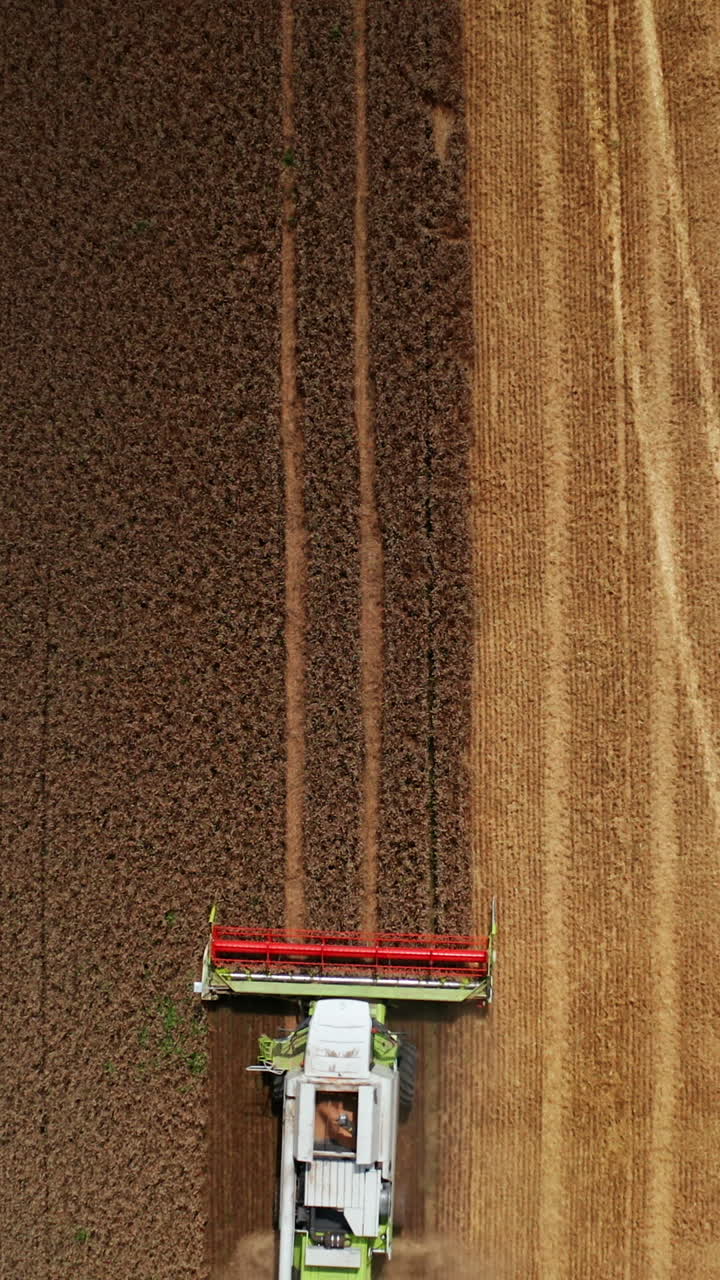 New harvester mowing the enormous field of ripe wheat. Cutting machine picks the crop of bread grain and sends the hay forth. Sunny day harvesting. Top view. Vertical video
