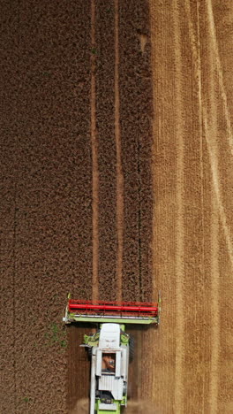new harvester mowing the enormous field of ripe wheat. cutting machine picks the crop of bread grain and sends the hay forth. sunny day harvesting. top view. vertical video