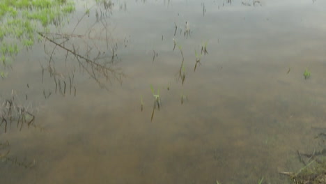 flooded wetland landscape