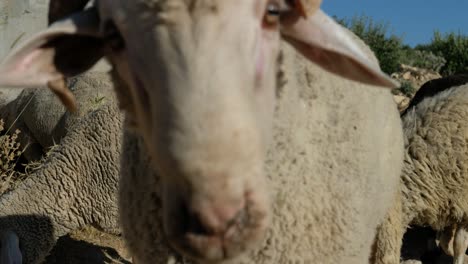 Sheep-drinking-water