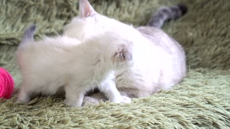 mother cat licking her baby kitten