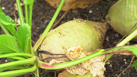 Close-up-shot-of-beets-in-a-farm-field-ready-to-harvest-with-nice-green-red-healthy-stems