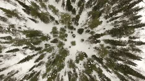 vista aérea del bosque de invierno