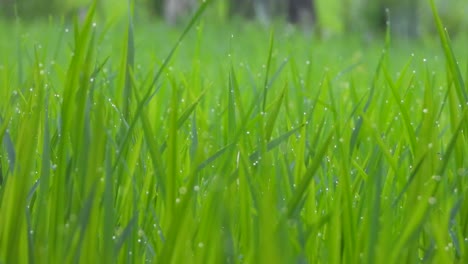 RIce-grass---food---gold---green-