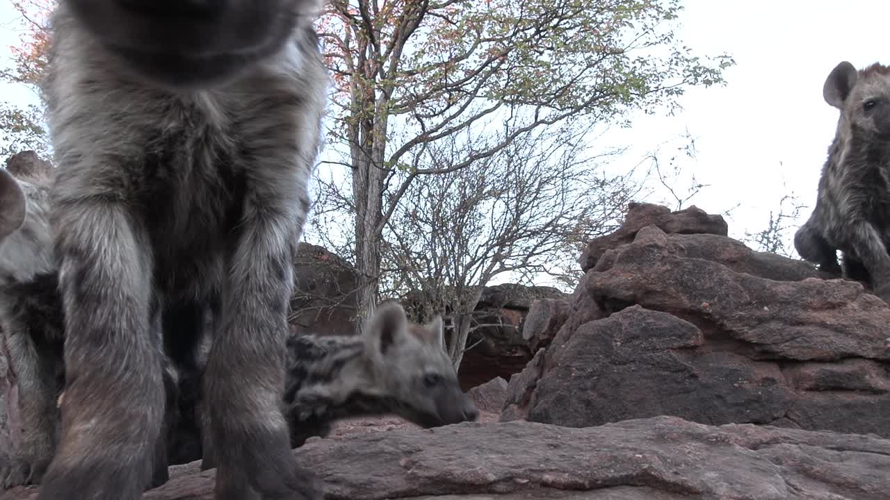 AMAZING close low-angle shot of spotted hyena cubs checking out the camera, Mashatu Botswana