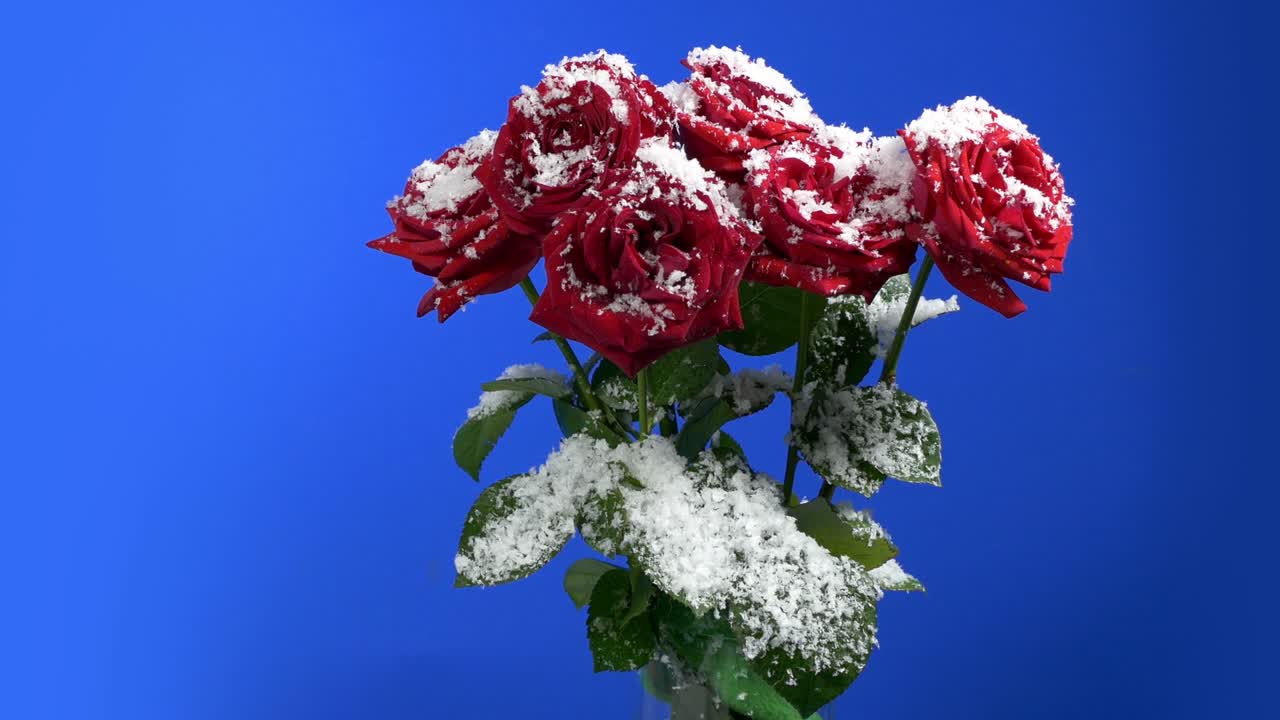 블루스크린에서 눈 속의 장미를 둘러싸고