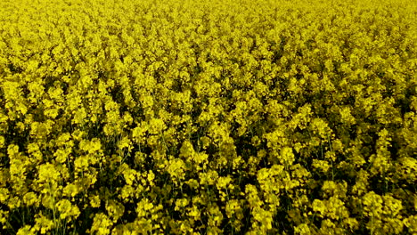 bright yellow flowers swaying at the gentle breeze