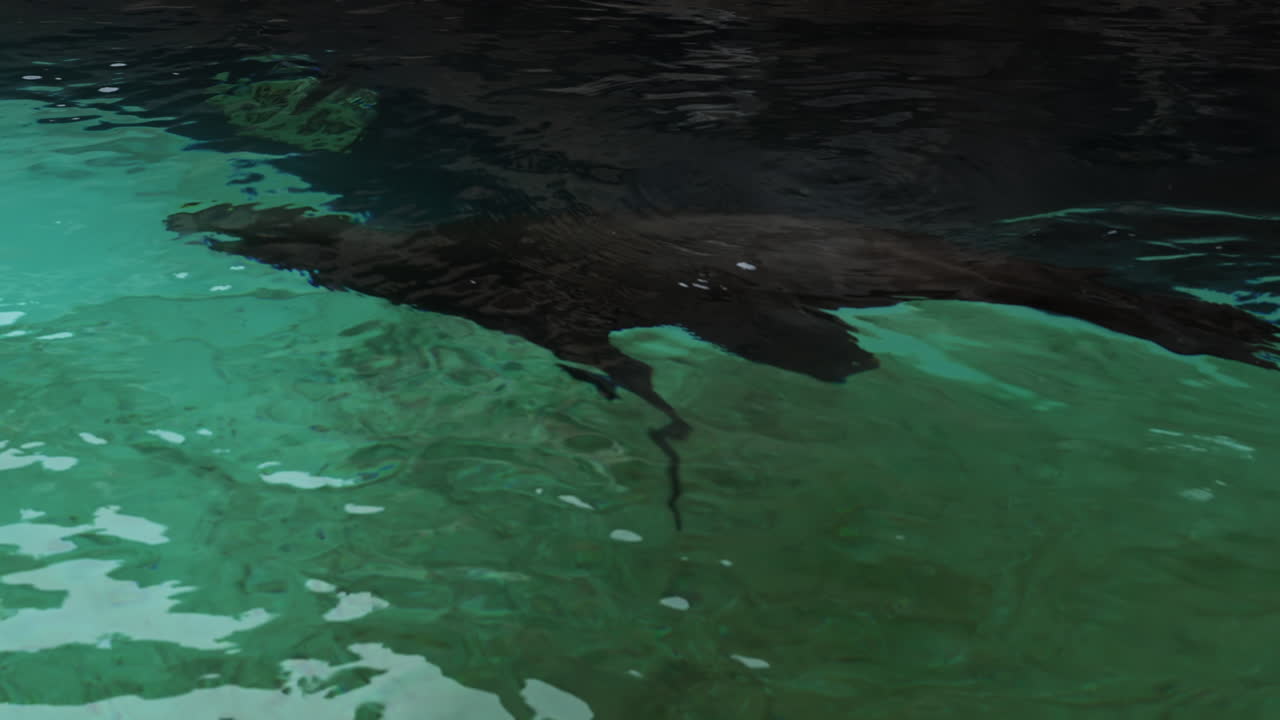 A sea lion swimming gracefully in a clear pool of water