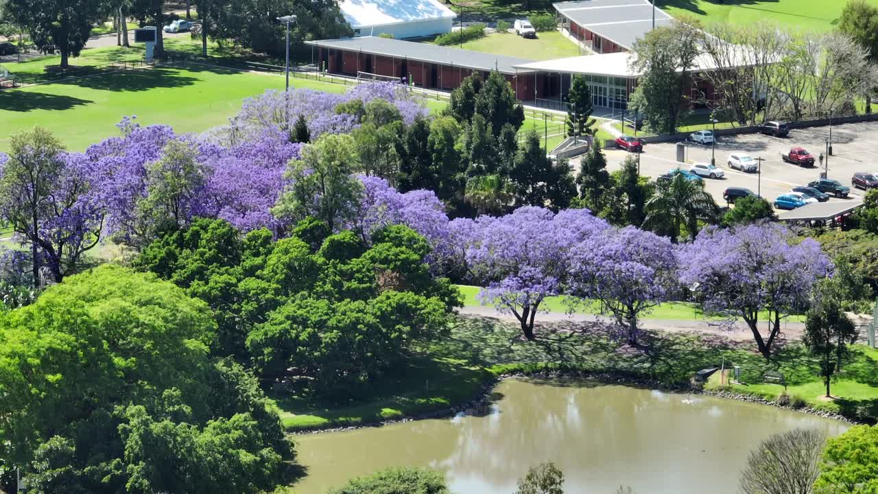 uq 호수 옆 자카란다 나무의 드론 샷
