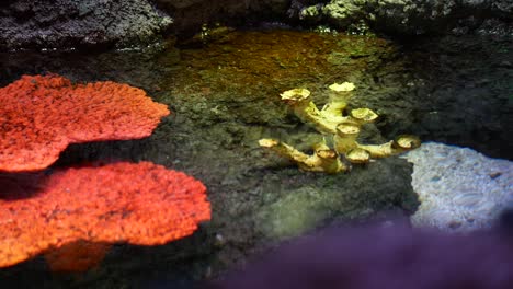 vibrant orange and yellow corals in an aquarium