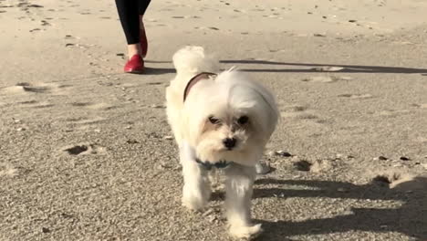 pequeño perro con chaqueta corre a cámara lenta en una playa de arena