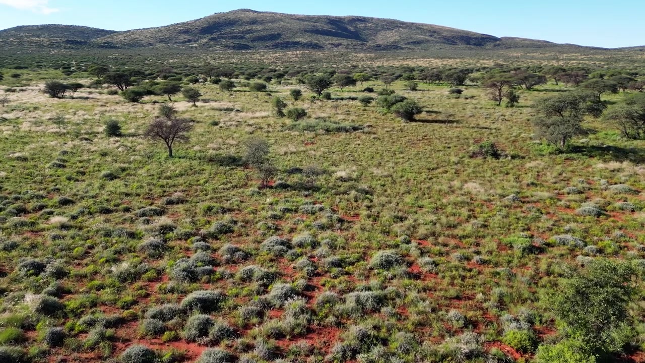 Luftaufnahme der afrikanischen Savanne mit verstreuten Bäumen und Gräsern auf rotem Kalahari-Sand, südliches Afrika