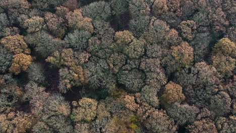 Disparo-De-Drones-Mirando-Hacia-Abajo-En-Un-Dosel-Forestal-En-Colores-Otoñales-Mientras-Se-Ralentiza-El-Avance,-En-El-Reino-Unido