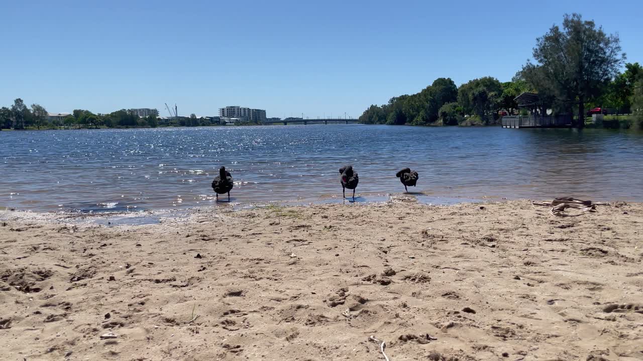 Video 4K di una laguna in Australia con cigni neri che si rilassano sulla spiaggia sabbiosa