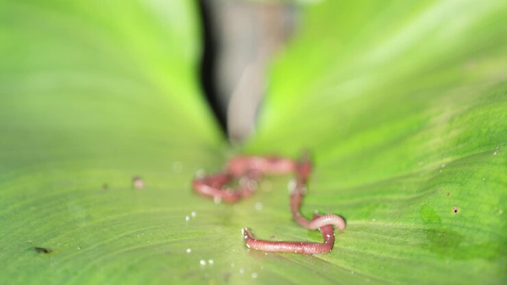Earthworms Moving On A Green Leaf Of A Healthy Plant - close up