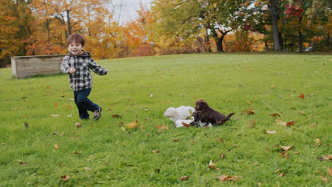 asian boy playing with puppies on a green lawn