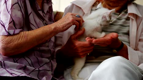 senior women stroking kitten on armchair at retirement home 4k