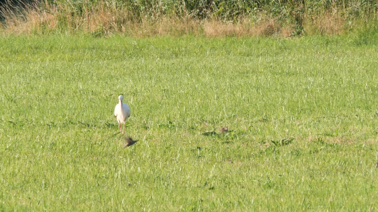 멀리 날아가는 전경에 있는 작은 새들과 함께 coutryside의 들판을 걷고 있는 흰 황새