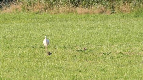 Weißer-Storch-Läuft-Auf-Einem-Feld-Im-Grünen,-Im-Vordergrund-Fliegen-Kleinere-Vögel-Davon