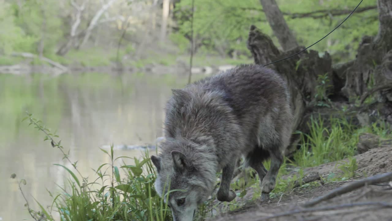 A gray wolf stands at the edge of a calm river, facing away and watching the water quietly amid tall grass and a lush forest backdrop.
