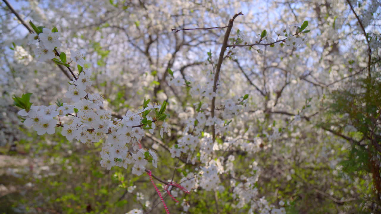 close-up of branches covered with flowering colors