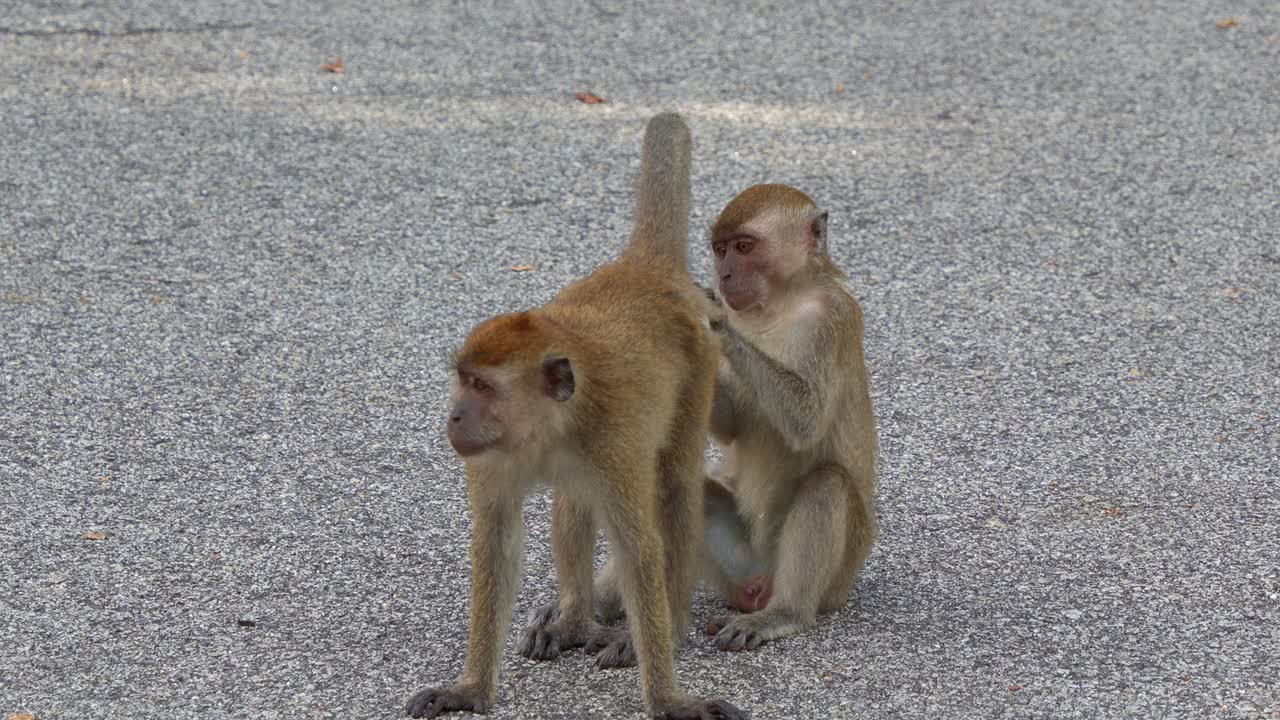 fotografía de cerca de dos macacos de cola larga recogiendo pelaje en la orilla de la carretera, mostrando el comportamiento de aseo social de las especies de monos