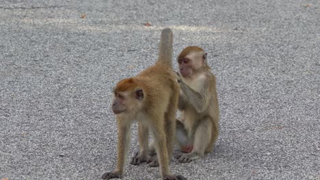 close up shot of two long tailed macaques fur picking on the roadside, showcasing social grooming behaviour of the monkey species