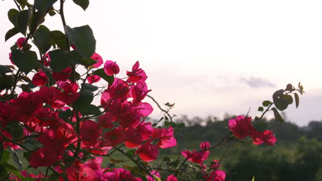 Close-Up-4K-Wild-Red-Bougainvillea-Flowers-Backlit-With-Sunlight