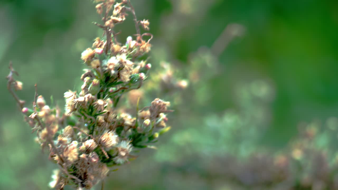 Plant dancing in the wind.