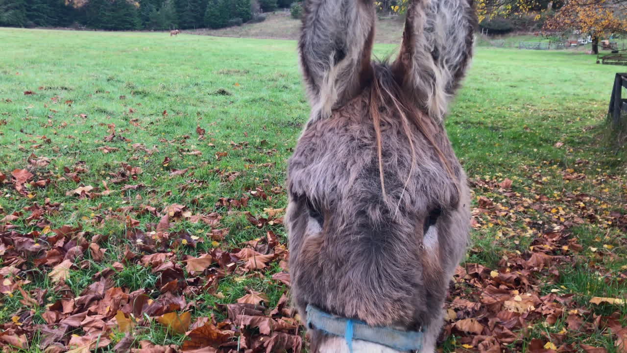 Friendly donkey on the pasture approaching for a closeup