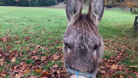 friendly donkey on the pasture approaching for a closeup