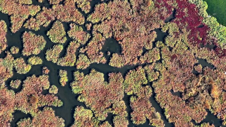 Filmato aereo dall'alto che mostra formazioni di alghe colorate che creano modelli astratti naturali sulla superficie dell'acqua
